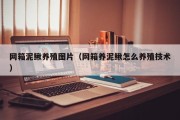 网箱泥鳅养殖图片（网箱养泥鳅怎么养殖技术）
